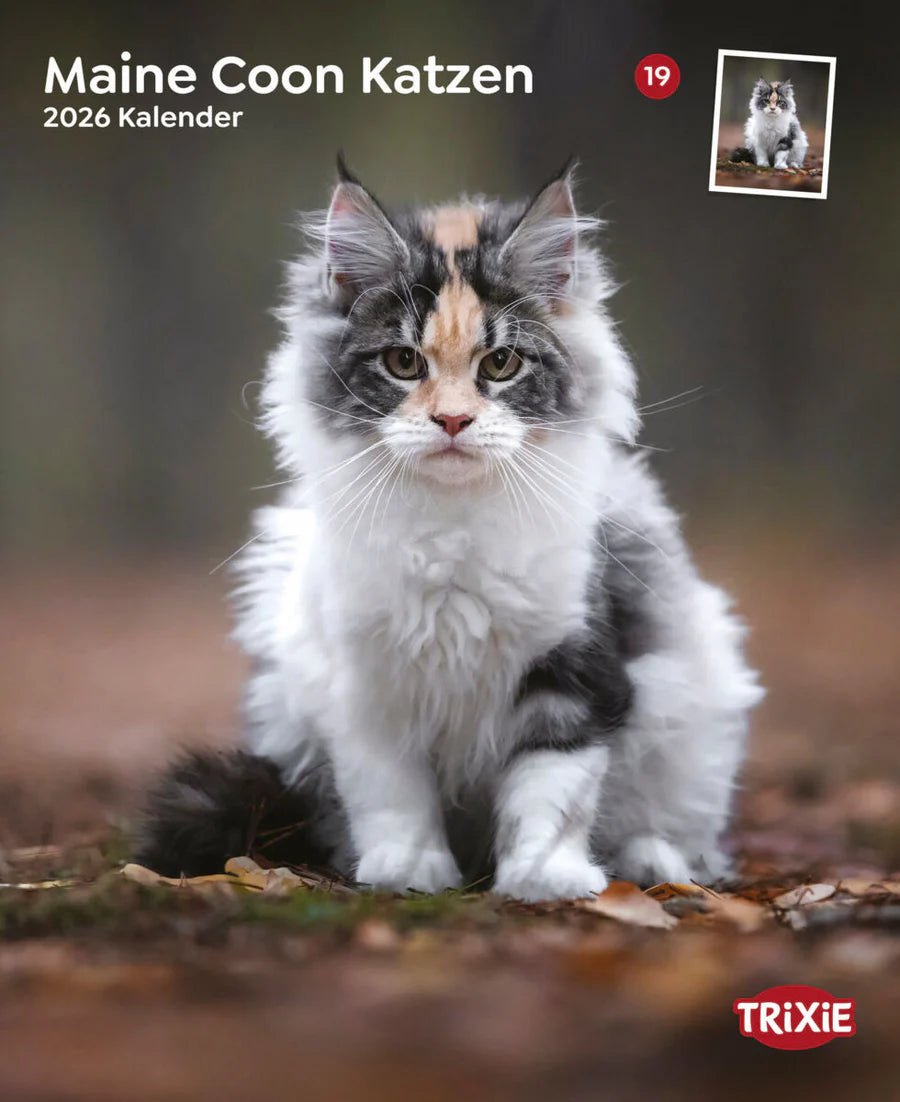 Kalender Maine Coon